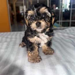 Ozzy - Black and tan male Yorkshire Terrier puppy in Pomona, California from Lunio's Yorkies