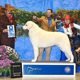 Kuvasz and Pumi All Grown Up from Ederra (Kuvasz and Pumi)