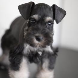 Miniature Schnauzer Puppies from Snowflake Schnauzers