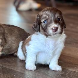 Steve - Brindle male Dachshund puppy in Hornbeck, Louisiana from A&Z Mini Dachshunds