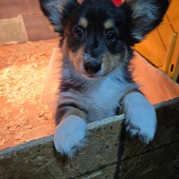 Fluffy boy (green) - Black and tan male Pembroke Welsh Corgi puppy in Necedah, Wisconsin from The 6Ks Paws and Hobbies