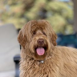 Chloe - Australian Labradoodle