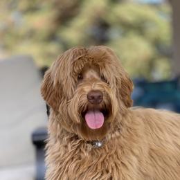Chloe - Australian Labradoodle