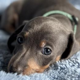 AKC - Miles De Blue - Black and tan male Dachshund puppy in Bakersfield, California from De Blue Dachshunds