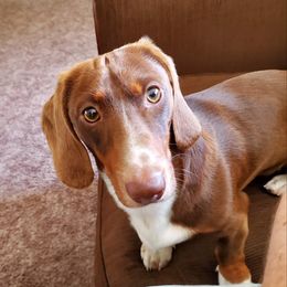Copper - Dachshund