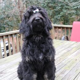 Iridessa - Tri-color Bernedoodle puppy in Broadway, North Carolina from Dixie’s Darling Doodles