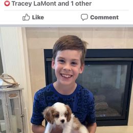 Cavalier King Charles Spaniel Puppies from Mapleview Cavalier King Charles Spaniels