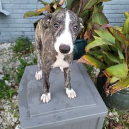 Pickles - Fawn brindle Whippet puppy in Port Richey, Florida from Highlander Whippets