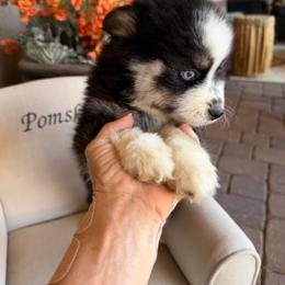 Zoro - Black and white male Pomsky puppy in Cave Creek, Arizona from Arizona Luxury Pomskies