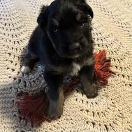 Black-tri male 4 - Black tri-color male Australian Shepherd puppy in Shoshone, Idaho from Copper Rose Kennel