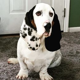 Basset Hound All Grown Up from The Lowlife Basset Hounds