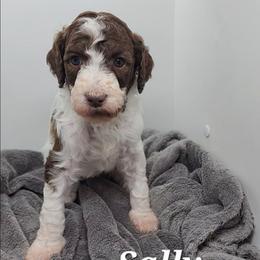 Sally - Parti female Poodle puppy in Dover, Delaware from Dogtastic Poodles