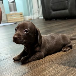 Fester - Chocolate male Dachshund puppy in Live Oak, Florida from Johnson’s Weiner Farm