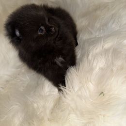 Fella - Black male Pomeranian puppy in Tucson, Arizona from Pomutopia