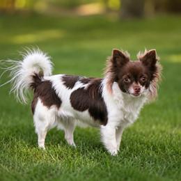 Carolina - Chocolate and white female Chihuahua puppy in Bulls Gap, Tennessee from Smokey Mountain Chihuahuas