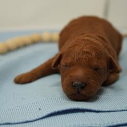Bruno - Red  male Goldendoodle puppy in Lancaster, Pennsylvania from Henriquez Puppies