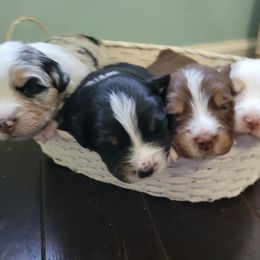 Australian Shepherd puppies from Cosmic Aussies