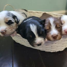 Australian Shepherd puppies from Cosmic Aussies