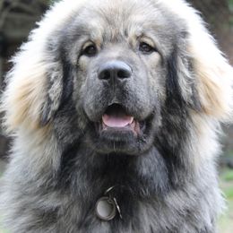 Samaya - Tibetan Mastiff