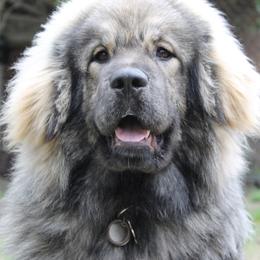 Samaya - Tibetan Mastiff