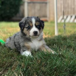 Australian Shepherd Puppies from Elemental Shepherds