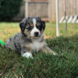 Australian Shepherd Puppies from Elemental Shepherds
