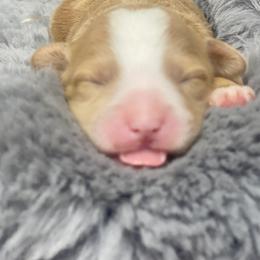 Bernedoodle Puppies from Myt fine doodles