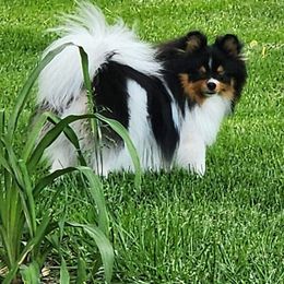 Pomeranian Puppies from Sheree’s Pomeranians