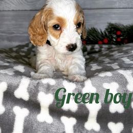 Boy 3 - Parti Goldendoodle puppy in Modesto, California from Two Doods Doodles