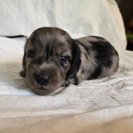 Onyx - Dapple male Dachshund puppy in Eldon, Missouri from Pure Joy Dachshunds