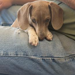 Thunder - Brindle male Dachshund puppy in Escalon, California from Dashing Dachshunds RF