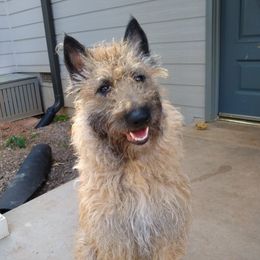 Lucille - Belgian Laekenois