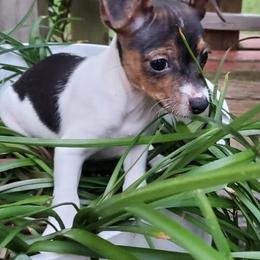 Australian Shepherds and Rat Terriers from Nubbytail Farm