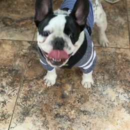 French Bulldog and Pug All Grown Up from Puddles Palace