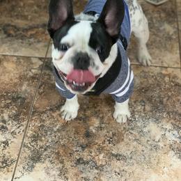French Bulldog and Pug All Grown Up from Puddles Palace