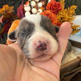Hazel - Blue female Pembroke Welsh Corgi puppy in Paxton, Illinois from McGovern Family Corgis