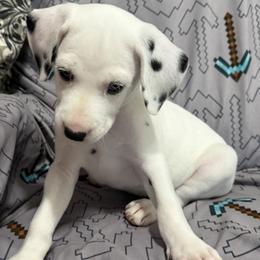 Navy - White and black male Dalmatian puppy in Hastings, Florida from Love My Spotty Dalmatians