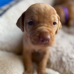 Vizsla Puppies from Kayla Peters' Vizslas