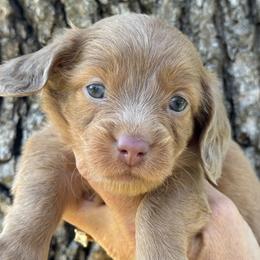 Praline - Fawn (isabella) and tan female Dachshund puppy in Bentonville, Arkansas from Boujee Buns Dachshunds