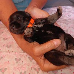 Miniature Schnauzer Puppies from Shenandoah Schnauzers