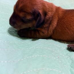 Little Shaded Boy - Red male Dachshund puppy in Fayetteville, North Carolina from Army of Dachshunds
