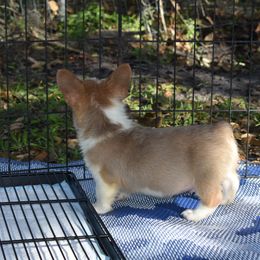 American Corgi, Cane Corso, Pembroke Welsh Corgi, and Rhodesian Ridgeback Puppies from Diamondcrest Inc