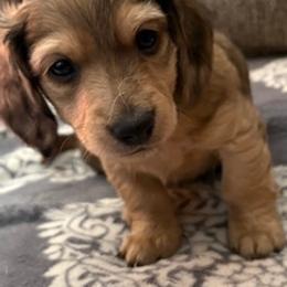 Dapper Dan Male CKC certified. UPDATED PHOTOS 1  26  26  READY FOR HIS FUREVER HOME - Dapple male Dachshund puppy in Oklahoma City, Oklahoma from Diana's Dachshunds CKC certified!
