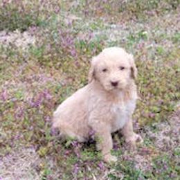 Double Doodles and Goldendoodles from TeeterDoodles