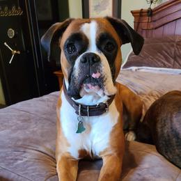 Cricket - Boxer