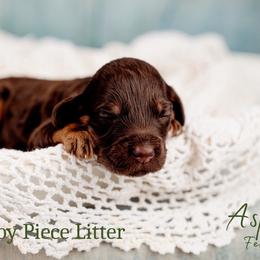 Girl 1 - Phantom female Goldendoodle puppy in Athens, Alabama from Brewing Doodles