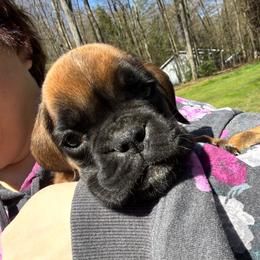 Jax - Fawn male Boxer puppy in Cicero, New York from MK Boxer Haven of CNY