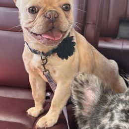 Beli - French Bulldog