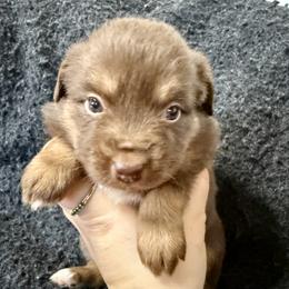 Mustard - Red tri female Toy Australian Shepherd puppy in Medical Lake, Washington from MAS Gone Rogue