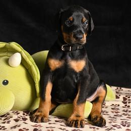 Riot - Black and rust male Doberman Pinscher puppy in Overton, Texas from Obsidian Kennel